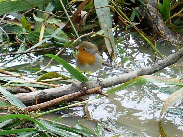 delta rosu 2008 - rosu-2008-029.jpg